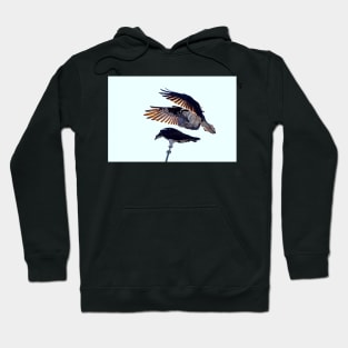 Osprey Hoodie